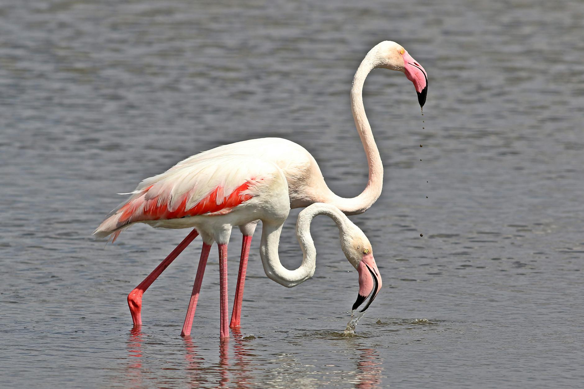 Producent ukraińskiej superrakiety „Flamingo” FP-5 z zasięgiem ponad 3 tys. kilometrów ma być uwikłany w korupcyjną aferę. Po...
