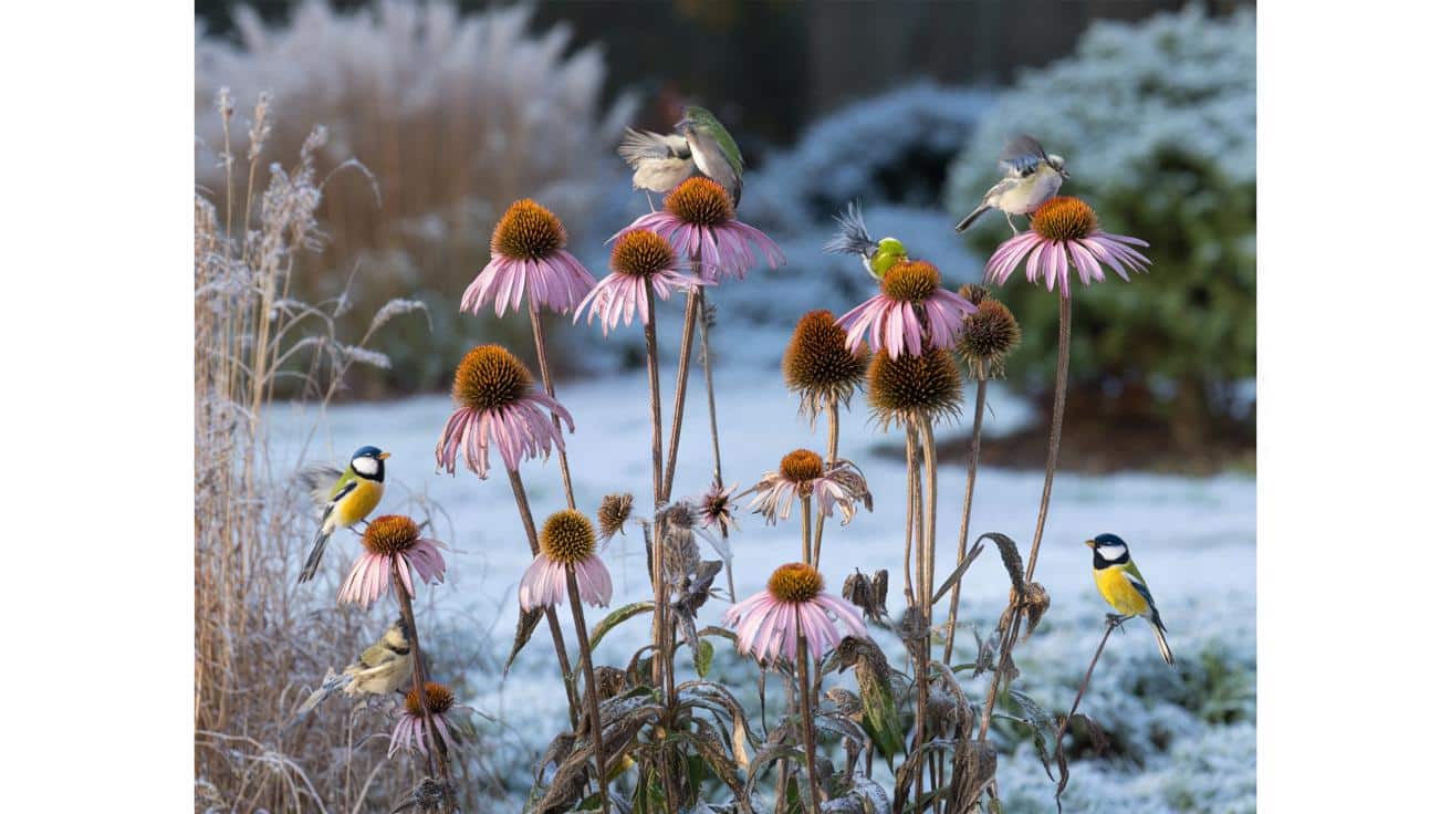 Ta niepozorna bylina zwabi sikory do ogrodu na całą zimę