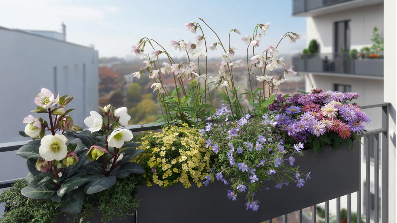 Zapomnij o pelargoniach: te 4 byliny rozświetlą balkon przez cały rok